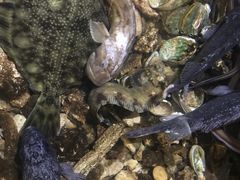 -山东八大碗山东老字号