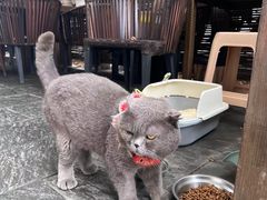 -汤宴·参须肚包鸡(南京路店)