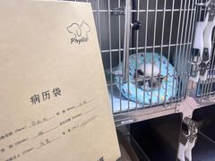 -菲丽丝宠物医院·24小时·猫科中心·免疫点(淮海分院)