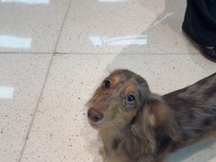 -帕帕拉兹宠物(亚洲旗舰店)