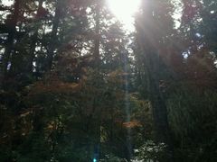 -蘑统田下·野生菌火锅