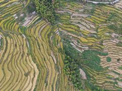 -紫鹊界梯田景区