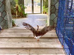 -南宫五洲植物乐园