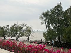 -宝安西湾红树林湿地公园