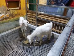-上海大自然野生昆虫馆(东方明珠·爬宠昆虫探索中心)