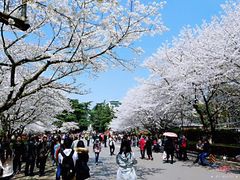 -武汉大学-樱园