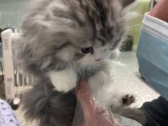 -momokira米努特·德文卷毛猫·棉花面纱犬