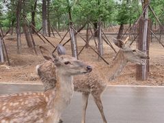 -秦皇岛野生动物园