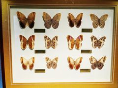 -上海昆虫博物馆