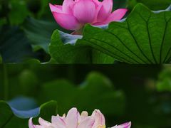 -陈家山荷花公园