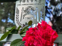 -中国农业大学(西校区)