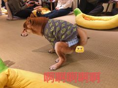 -逗柴咖啡屋·狗咖猫咖宠物桌游