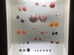 -青岛贝壳博物馆