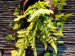 -一只烧鸡公(解放碑店)