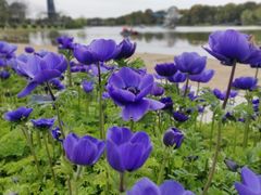 -上海鲜花港