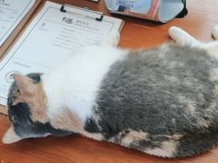 -有猫主题·治愈系猫咖(曾厝垵店)