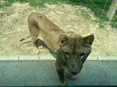 -北京野生动物园