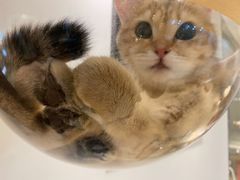 -momokira米努特·德文卷毛猫·棉花面纱犬