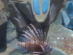 -锦艺城海洋馆