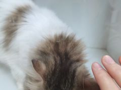 -十月米努特矮脚猫舍