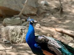 -燕塞湖鸟语林景区