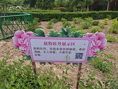 -曹州牡丹园