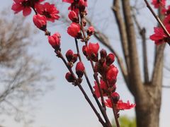 -三里河公园