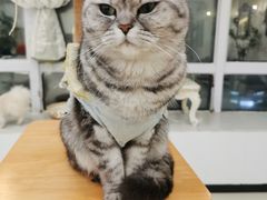 -共舞时光猫咖·狗咖(新街口店)