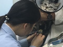 -佳怡动物医院·平价24小时·猫专科骨外科