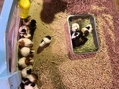 -正佳雨林生态植物园