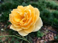 -都江堰玫瑰花溪谷