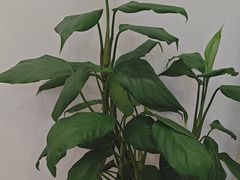 -上海仁爱医院
