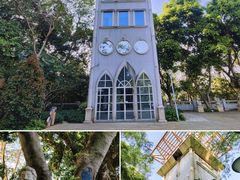 -银湖山郊野公园-相思林