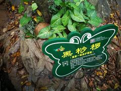 -呀诺达热带雨林