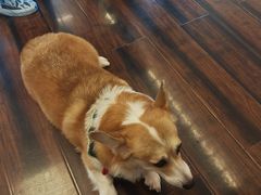 -豆柴町-柴犬主题狗咖(红鼎国际C座店)