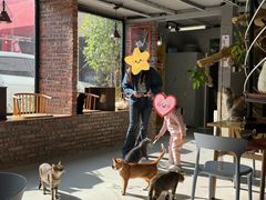 -豆逗聊愈猫阁Easy Life