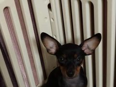 -翊宠yipet猫狗购宠庄园犬舍•猫舍