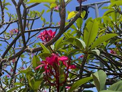 -亚龙湾中心广场