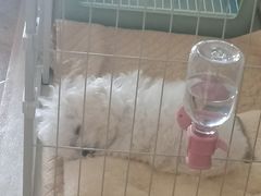 -天宠宠物医院24小时·急重症诊疗中心·全科·腔镜特色(和平分院)