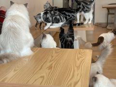 -有喵·猫咖·狗咖·30几只猫10只小狗(岗厦店)