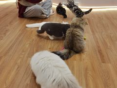 -COLOR PETS 撸猫馆·购猫·猫咖(长风大悦城店)
