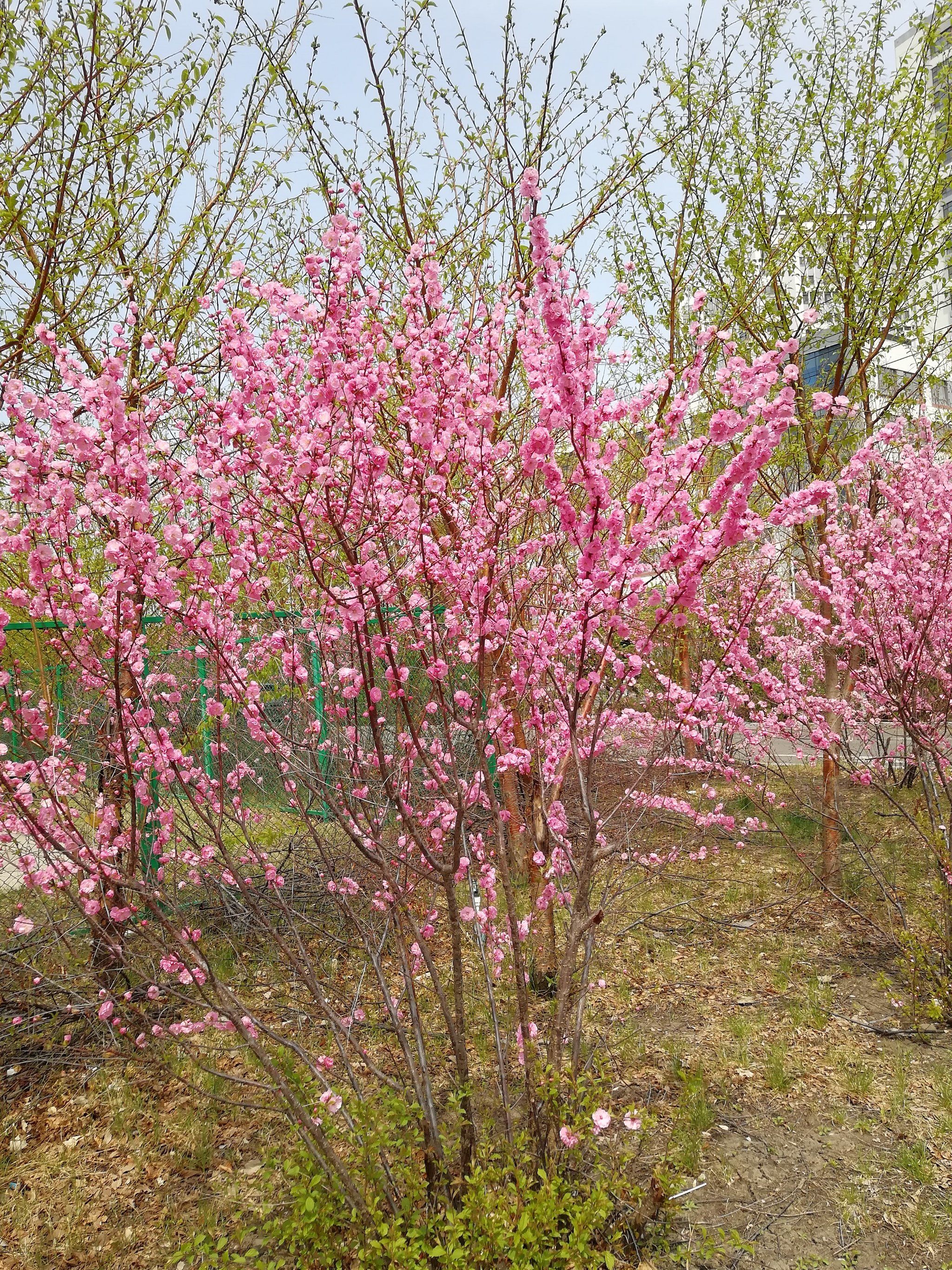 山花烂漫