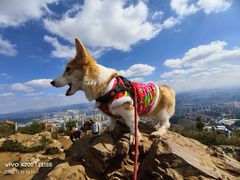 -长虫山生态公园风景林
