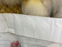 -芭比堂动物医院(广州爱宠下渡路分院)