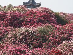 -贵州百里杜鹃风景名胜区