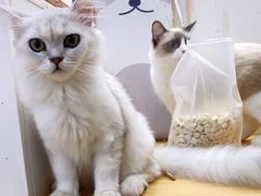 -李小姐の猫咖啡馆(五角场店)