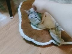 -李小姐の猫咖啡馆(五角场店)