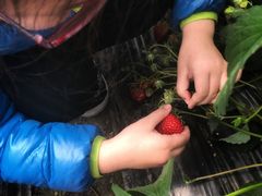 -小鱼草莓采摘园农家乐·小鱼餐厅