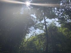 -天目山大树王景区