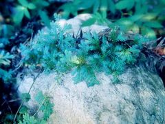 景点-龙湾潭国家森林公园